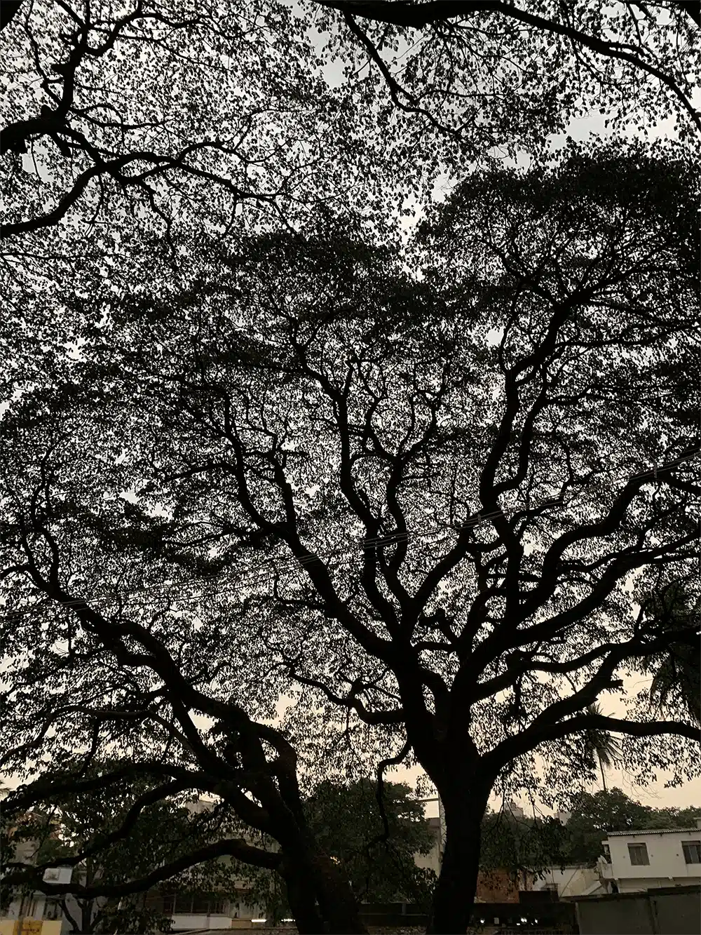 Large, majestic trees in Bangalore